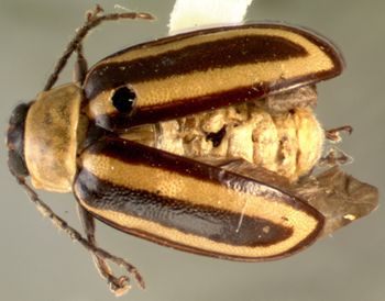 Media type: image;   Entomology 29089 Aspect: habitus dorsal view